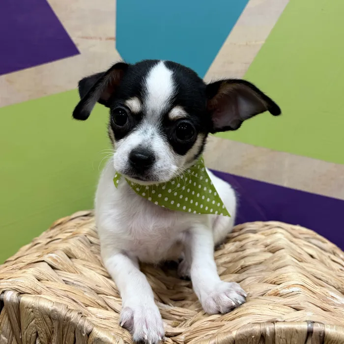 Male Chihuahua puppy named Casper for sale at Petland Wichita West.