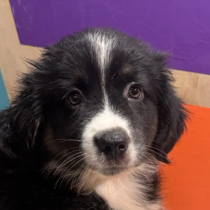 Female Mini Aussie puppy named Ann for sale at Petland Fayetteville.