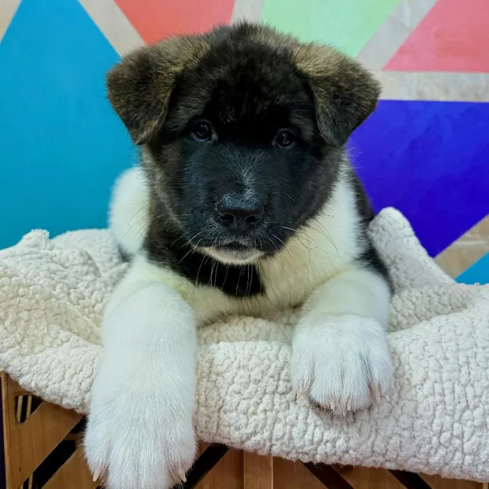 Male Akita puppy named Joaquin for sale at Petland Joplin.