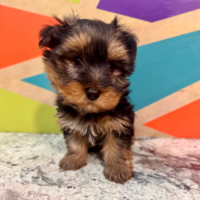 Male Yorkie puppy named Norris for sale at Petland Rogers.