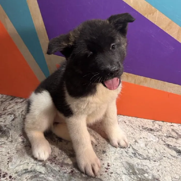 Female Akita puppy named India for sale at Petland Fayetteville.