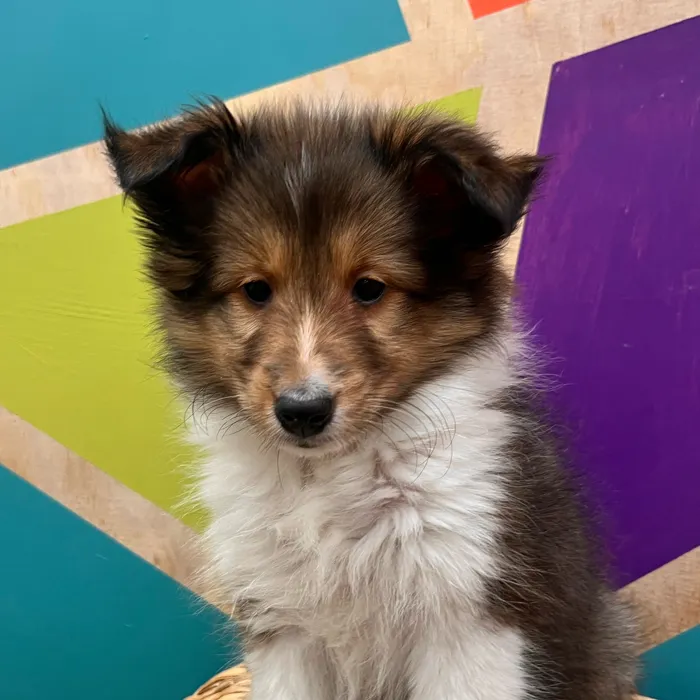 Male Sheltie puppy named Scout for sale at Petland Joplin.