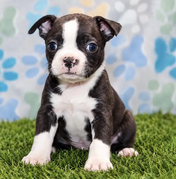 Male Boston Terrier puppy named Dorian for sale at Petland Wichita West.