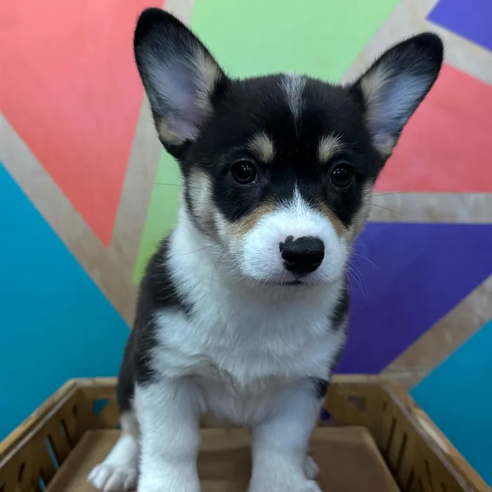 Female Pembroke Welsh Corgi puppy named Nicole for sale at Petland Joplin.