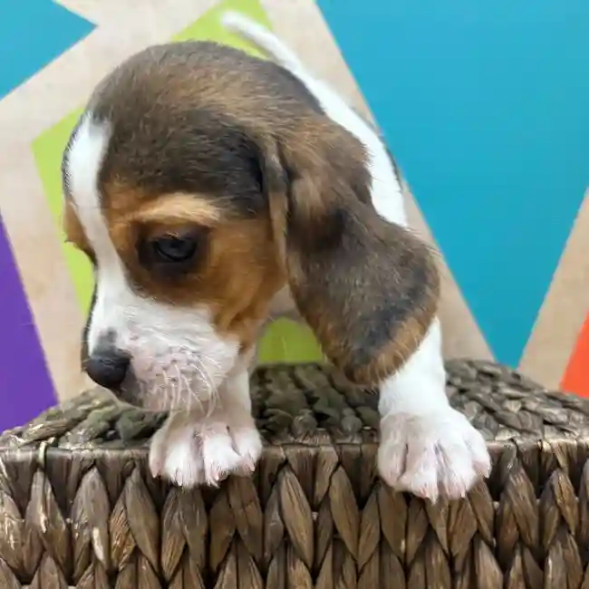 Female Beagle puppy named Phoebe for sale at Petland Wichita West.