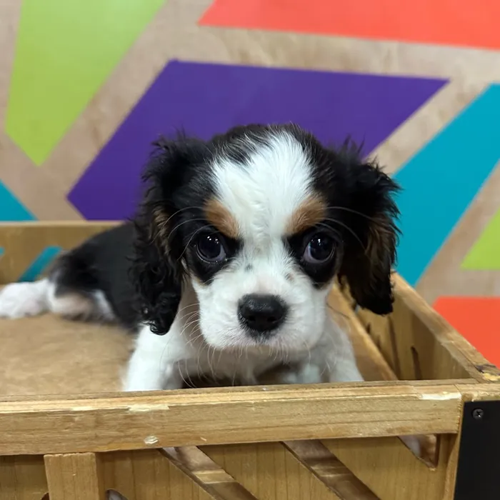 Female Cavalier King Charles Spaniel puppy named Marigold for sale at Petland Joplin.