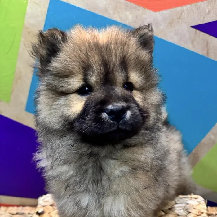 Female Chow Chow puppy named Lulu for sale at Petland Rogers.