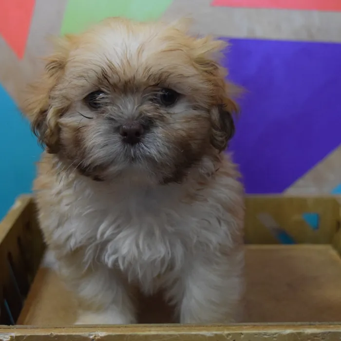 Male Shih Tzu puppy named Bixby for sale at Petland Joplin.
