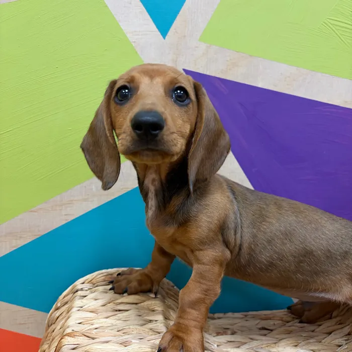 Male Dachshund puppy named Clay for sale at Petland Wichita West.