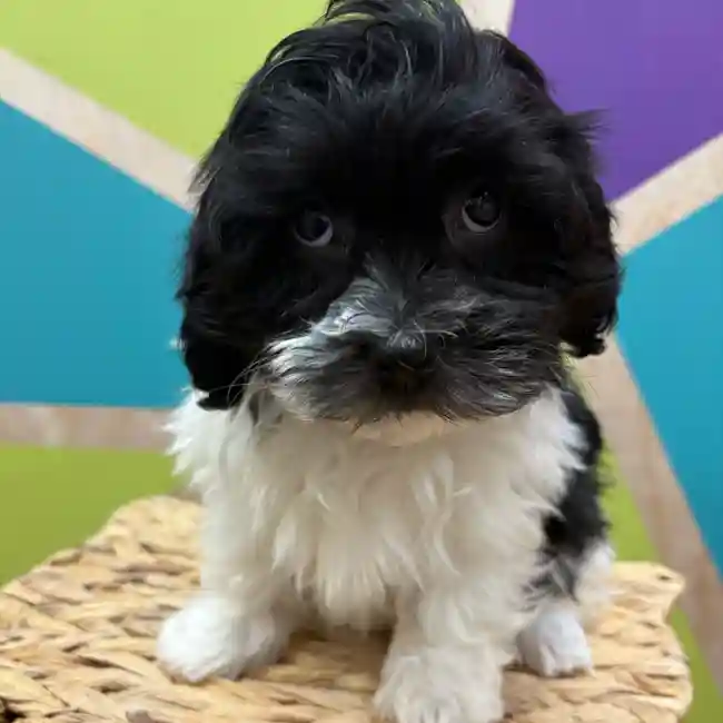 Male Havanese puppy named Javier for sale at Petland Wichita West.