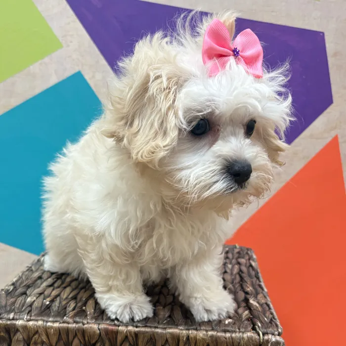 Female Maltipoo puppy named Marsha for sale at Petland Wichita West.