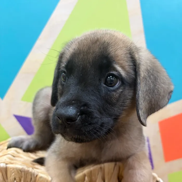 Male English Mastiff puppy named Leonard for sale at Petland Wichita West.
