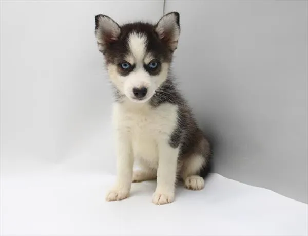 Male Pomsky puppy for sale at Petland Joplin.