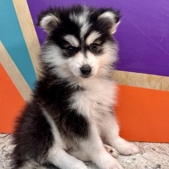 Male Pomsky puppy named Plum for sale at Petland Rogers.