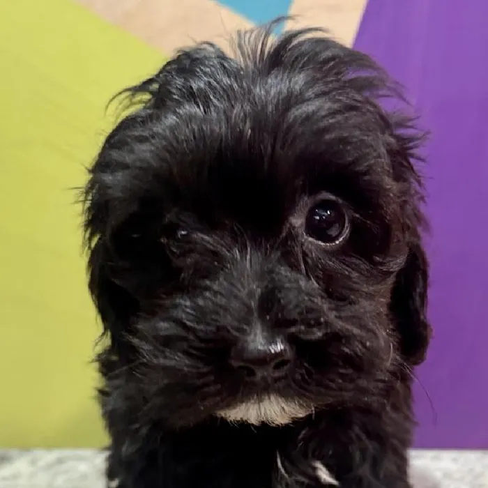 Female Mini Poodle puppy named Maya for sale at Petland Fayetteville.