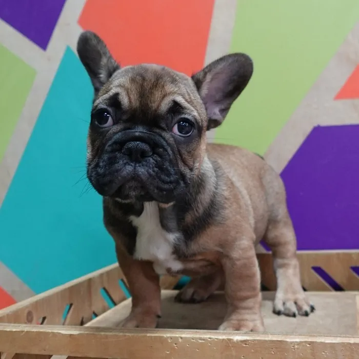 Male French Bulldog puppy named Gregory for sale at Petland Wichita West.