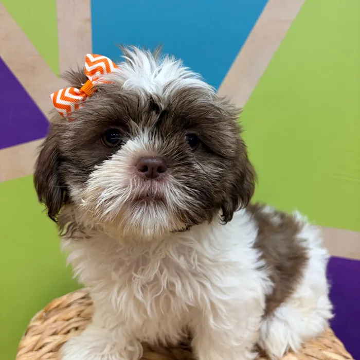 Female Shih Tzu puppy named Carly for sale at Petland Wichita West.