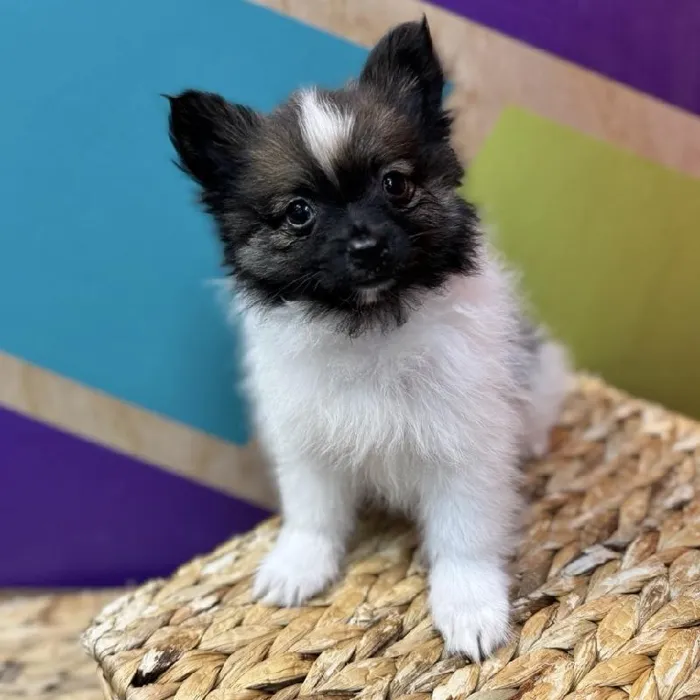 Male Pomeranian puppy named Porter for sale at Petland Joplin.