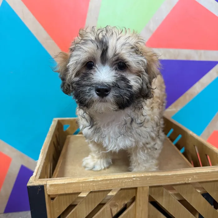 Female Maltipoo puppy named Myla for sale at Petland Joplin.
