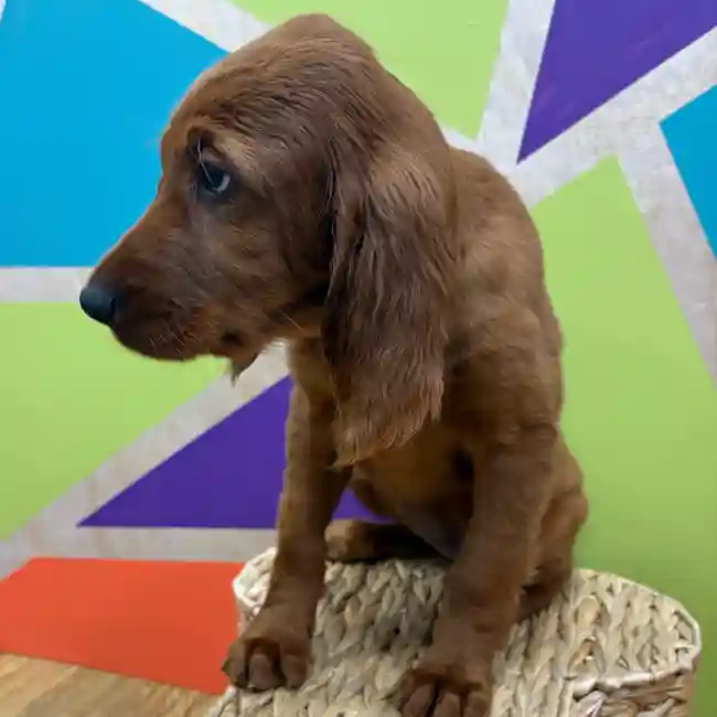 Female Irish Setter puppy named Scarlett for sale at Petland Wichita West.