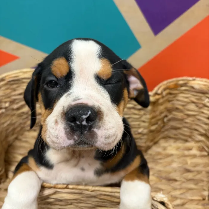 Female Mini Bulldog puppy named Lottie for sale at Petland Wichita West.