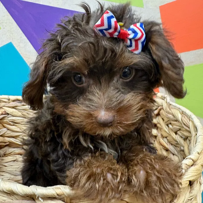 Male Toy Yorkie-Poo puppy named Chocolate Tony for sale at Petland Wichita West.
