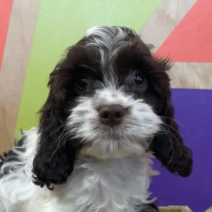 Female Cockapoo puppy named Rosie for sale at Petland Joplin.