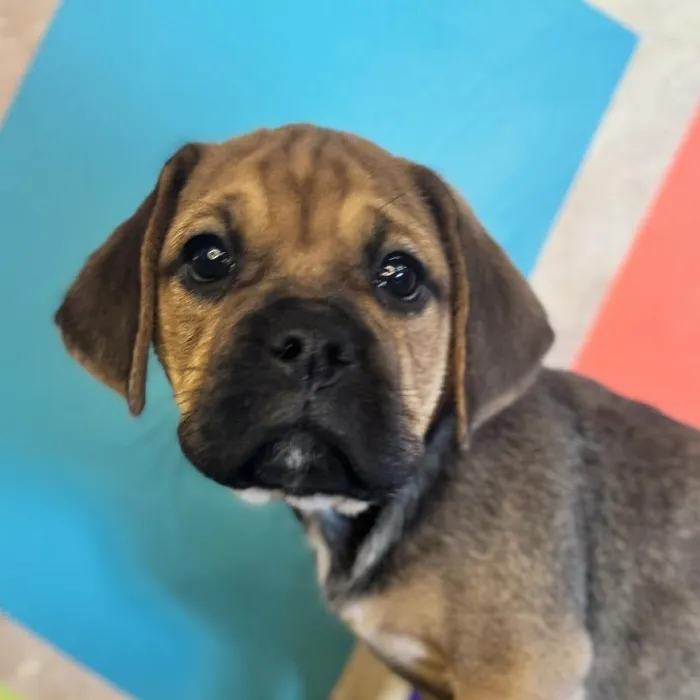 Female Mini Bulldog puppy named Latte for sale at Petland Rogers.