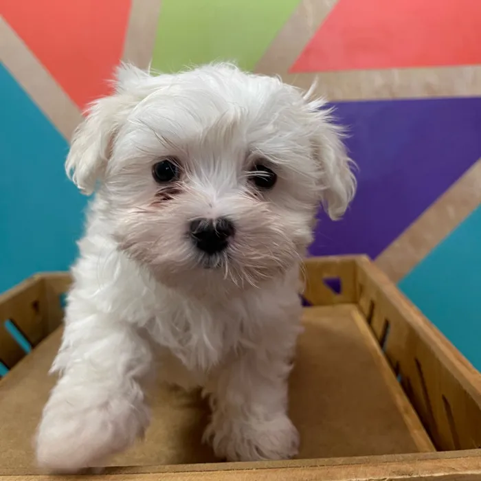 Male Maltese puppy named Casper for sale at Petland Joplin.
