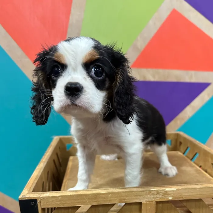 Female Cavalier King Charles Spaniel puppy named Marigold for sale at Petland Joplin.