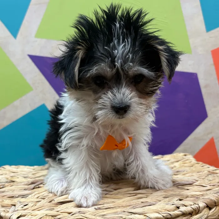 Male Biewer Yorkshire Terrier puppy named Stanley for sale at Petland Wichita West.