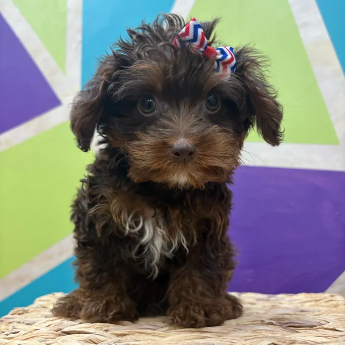 Male Toy Yorkie-Poo puppy named Chocolate Tony for sale at Petland Wichita West.