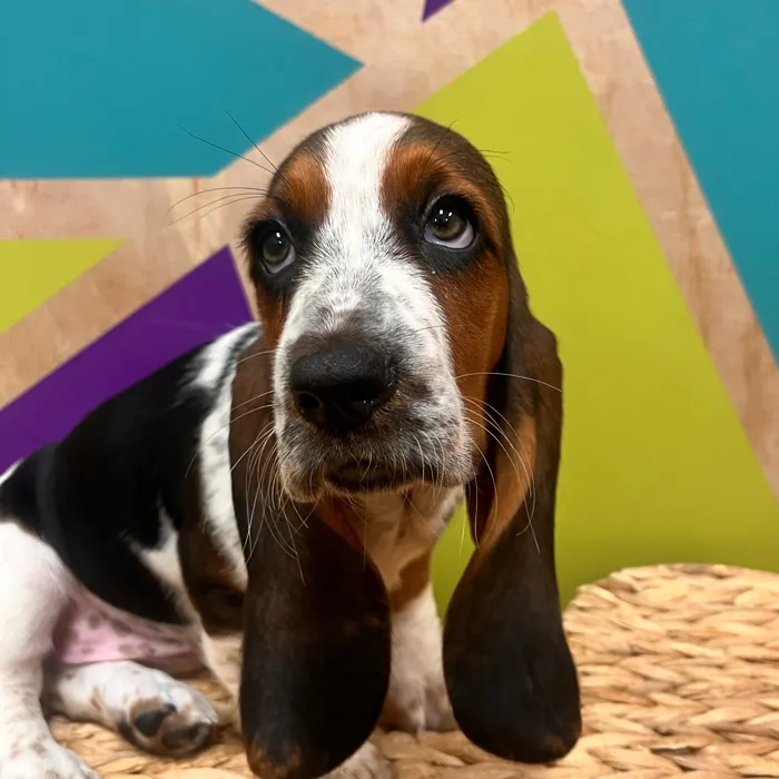 Female Basset Hound puppy named Hazel for sale at Petland Wichita West.