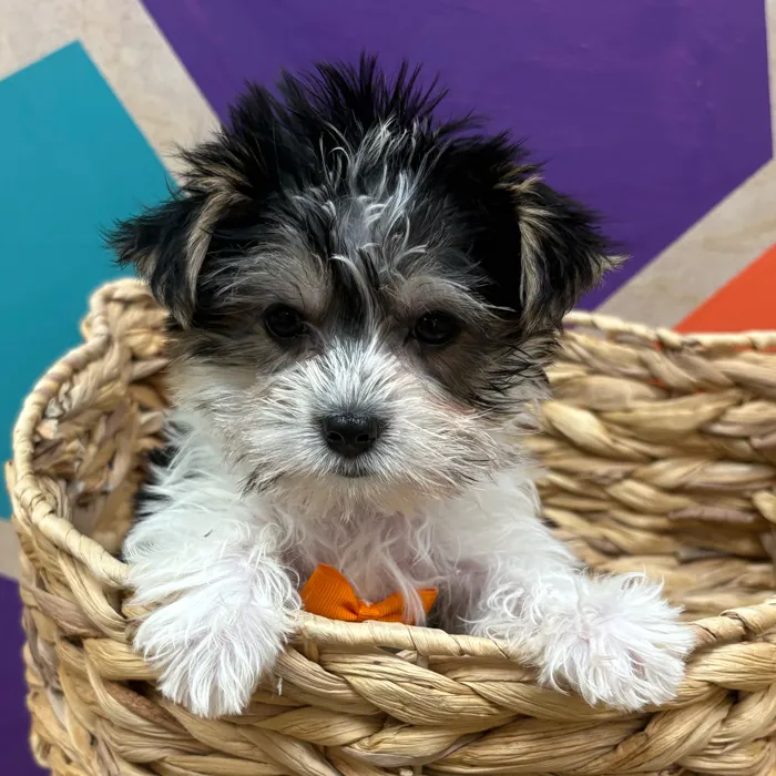 Male Biewer Yorkshire Terrier puppy named Stanley for sale at Petland Wichita West.