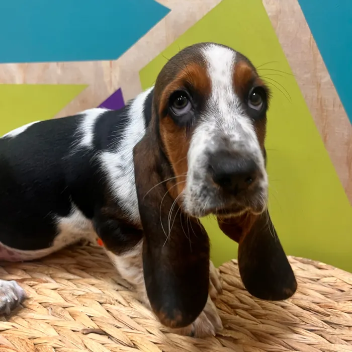 Female Basset Hound puppy named Hazel for sale at Petland Wichita West.