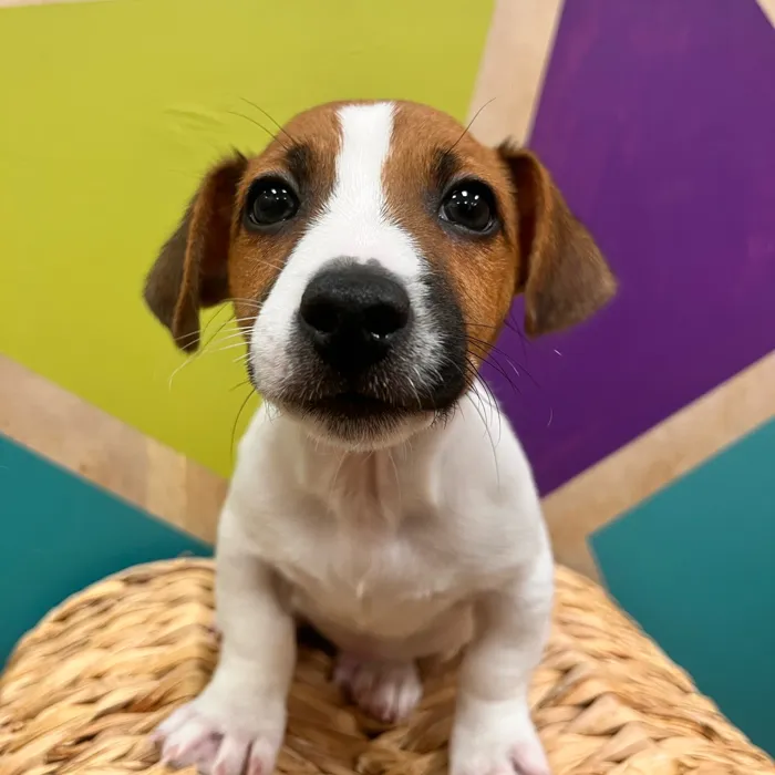 Male Jack Russell Terrier puppy named Jonas for sale at Petland Wichita West.