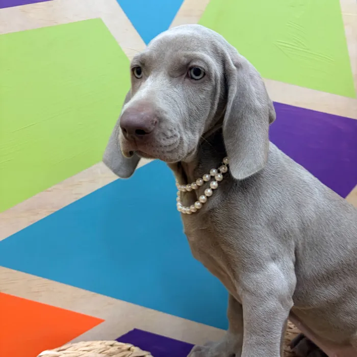 Female Weimaraner puppy named Eloise for sale at Petland Wichita West.