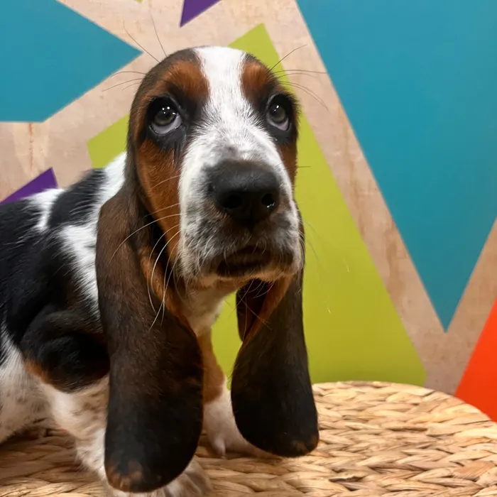 Female Basset Hound puppy named Hazel for sale at Petland Wichita West.