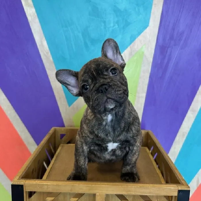 Male French Bulldog puppy named Chubbs for sale at Petland Fayetteville.