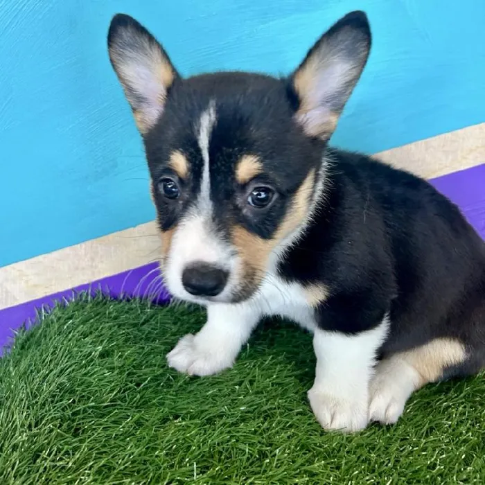 Female Pembroke Welsh Corgi puppy named Dolly for sale at Petland Fayetteville.