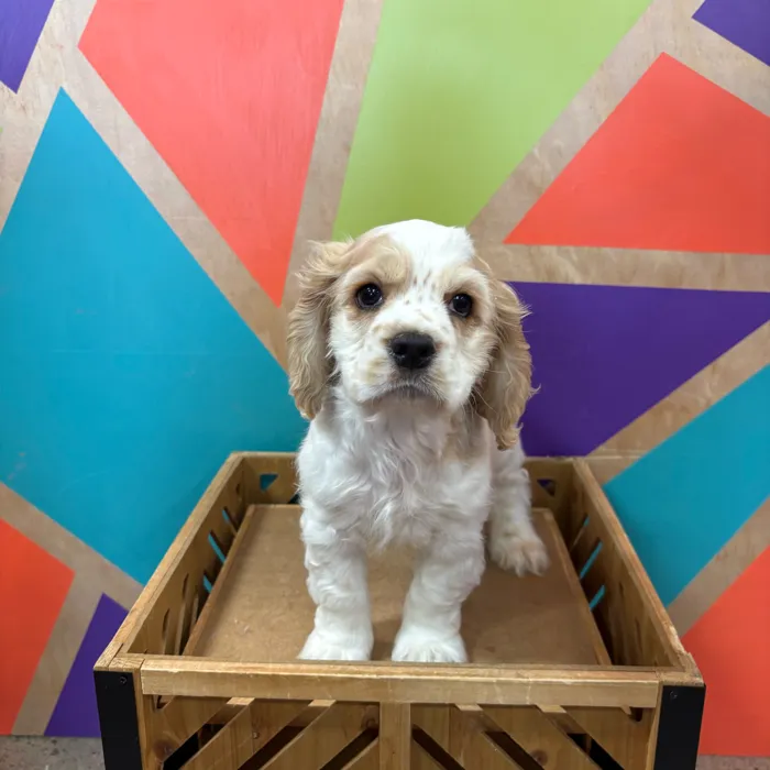 Male Cocker Spaniel puppy named Valentino for sale at Petland Rogers.