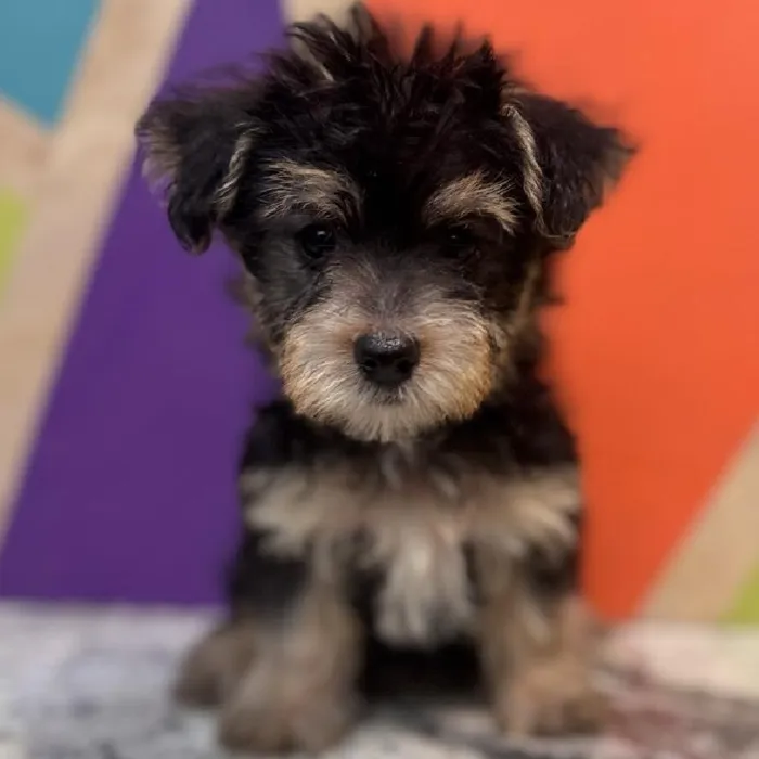 Female Morkie puppy named Helen for sale at Petland Rogers.