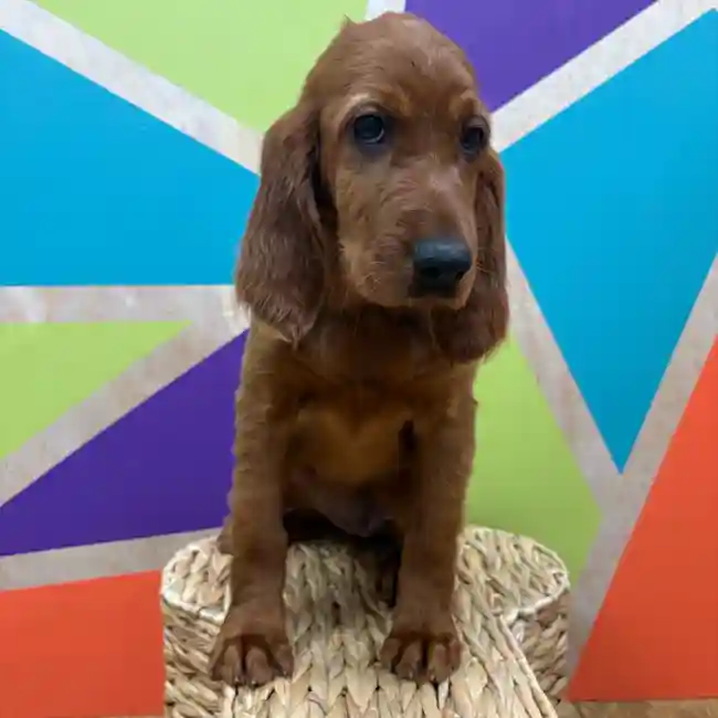 Female Irish Setter puppy named Scarlett for sale at Petland Wichita West.