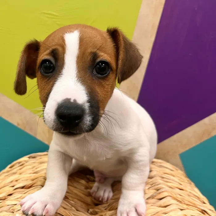 Male Jack Russell Terrier puppy named Jonas for sale at Petland Wichita West.