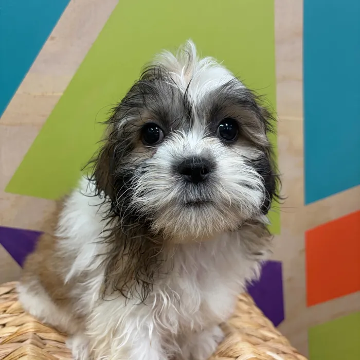 Female Teddy Bear puppy named Tanya for sale at Petland Wichita West.