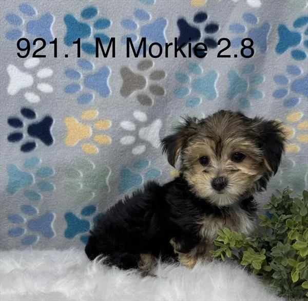 Male Morkie puppy for sale at Petland Joplin.