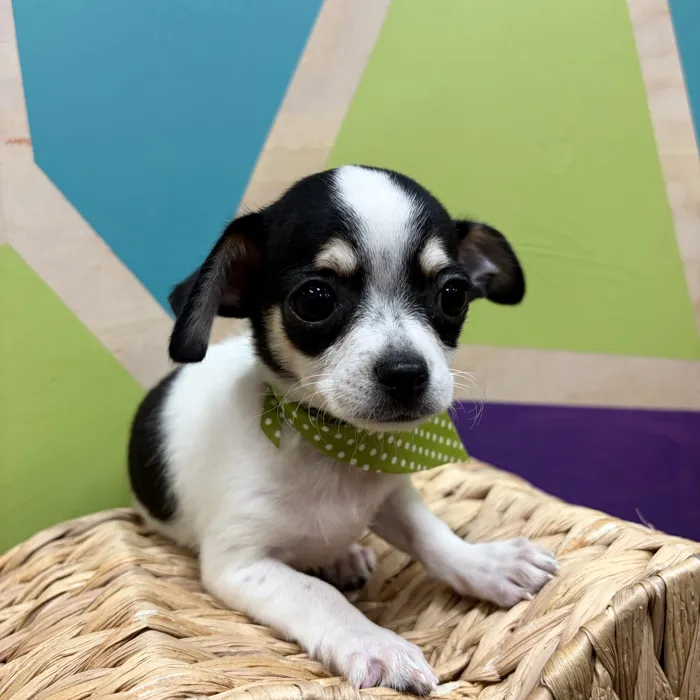 Male Chihuahua puppy named Casper for sale at Petland Wichita West.
