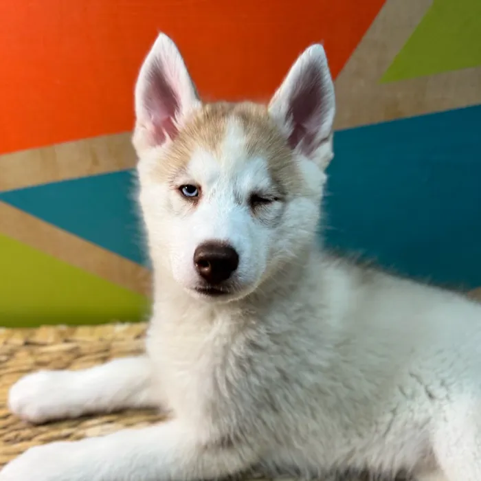 Female Siberian Husky puppy named Azul for sale at Petland Rogers.