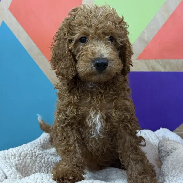 Male Moyen Poodle puppy named Bob Ross for sale at Petland Joplin.