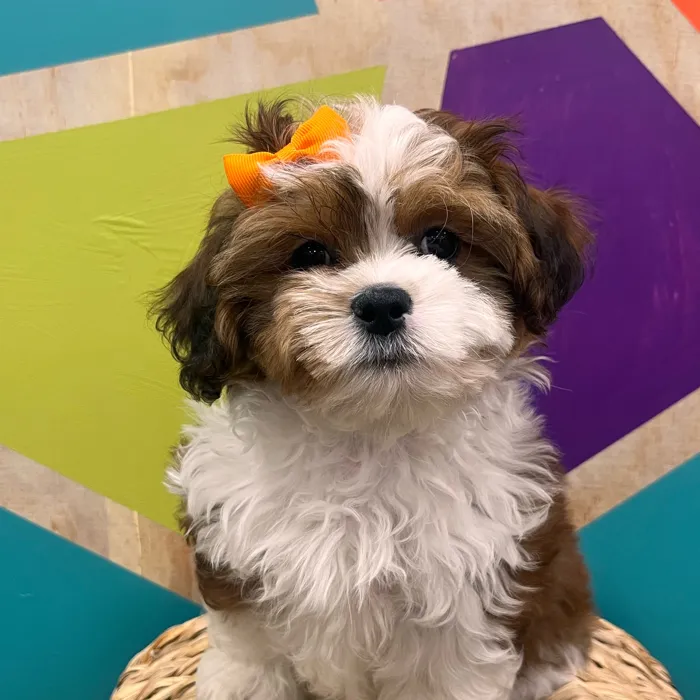 Female Shipoo puppy named Peggy for sale at Petland Wichita West.